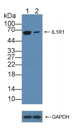 Polyclonal Antibody to Interleukin 1 Receptor Type I (IL1R1)