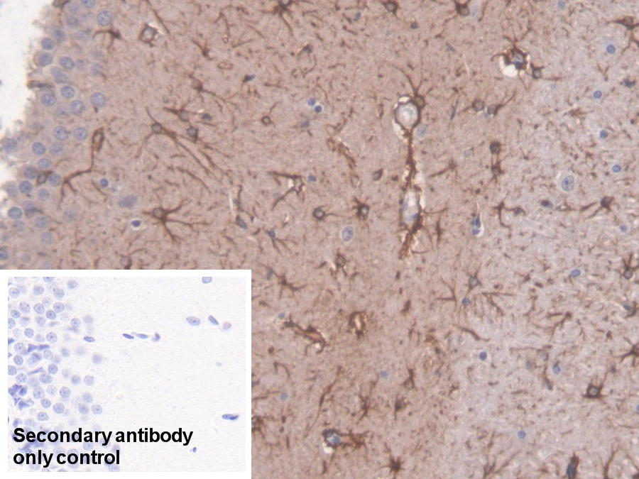 Polyclonal Antibody to Glial Fibrillary Acidic Protein (GFAP)