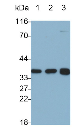 Polyclonal Antibody to Interleukin 1 Alpha (IL1a)