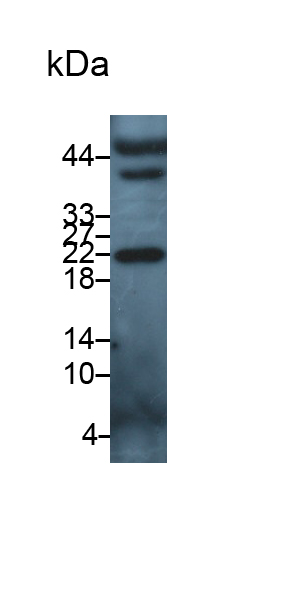 Polyclonal Antibody to Interleukin 5 (IL5)