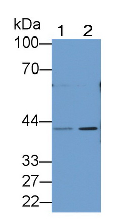 Polyclonal Antibody to Pepsinogen A (PGA)