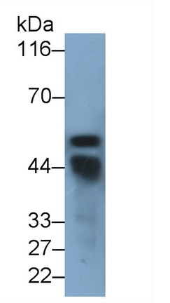 Polyclonal Antibody to Pepsinogen C (PGC)