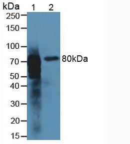 Polyclonal Antibody to Meprin A Beta (MEP1b)