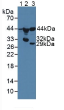 Polyclonal Antibody to Matrix Metalloproteinase 23B (MMP23B)
