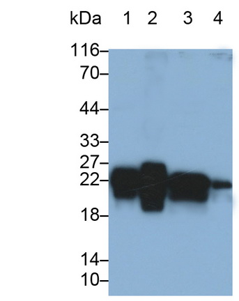 Polyclonal Antibody to Caveolin 1 (CAV1)