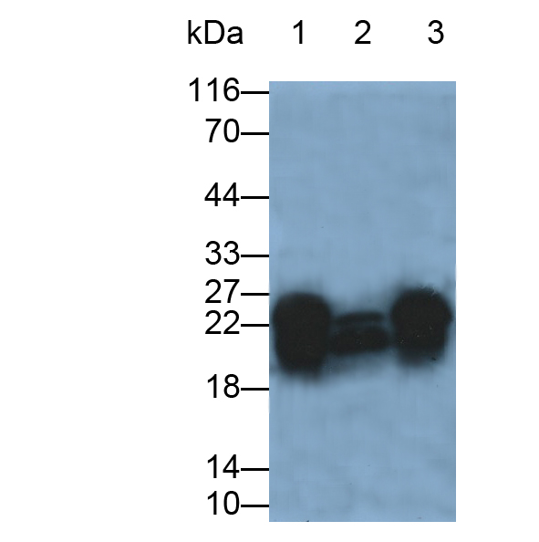 Polyclonal Antibody to Caveolin 1 (CAV1)