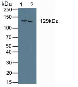 Polyclonal Antibody to Collagen Type I Alpha 2 (COL1a2)