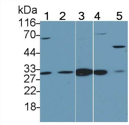 Polyclonal Antibody to Caspase 2 (CASP2)