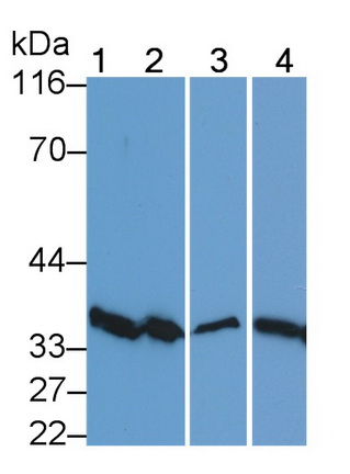 Polyclonal Antibody to Annexin V (ANXA5)