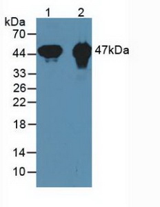 Polyclonal Antibody to Creatine Kinase, Mitochondrial 1A (CKMT1A)