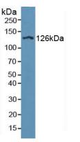Polyclonal Antibody to Integrin Alpha D (ITGaD)