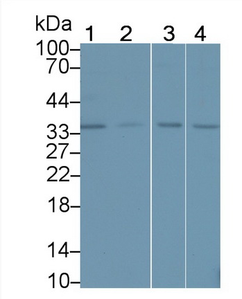 Polyclonal Antibody to Insulin Like Growth Factor Binding Protein 6 (IGFBP6)
