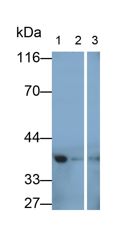 Polyclonal Antibody to Insulin Like Growth Factor Binding Protein 6 (IGFBP6)
