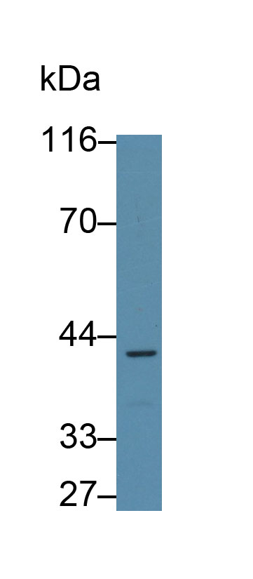 Polyclonal Antibody to Connexin 43 (CX43)