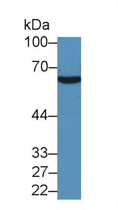Polyclonal Antibody to Heparin Cofactor II (HCII)