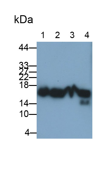 Polyclonal Antibody to Histone H3 (H3)