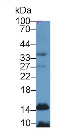 Polyclonal Antibody to Histone H4 (H4)