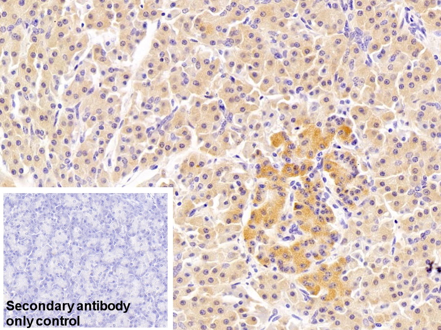Polyclonal Antibody to Ribonuclease A (RNase A)
