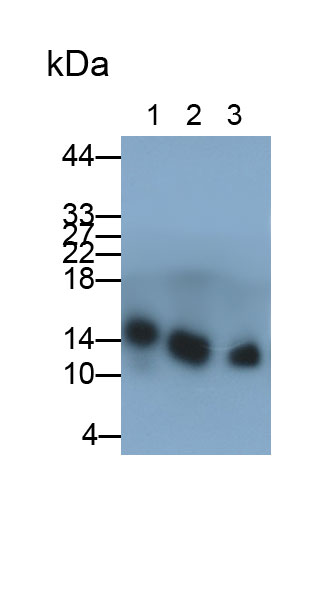 Polyclonal Antibody to Galectin 2 (GAL2)