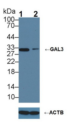 Polyclonal Antibody to Galectin 3 (GAL3)