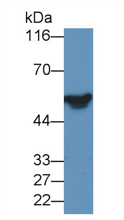 Polyclonal Antibody to Apolipoprotein H (APOH)