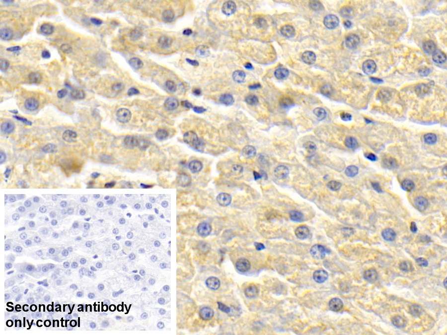 Polyclonal Antibody to Apolipoprotein H (APOH)