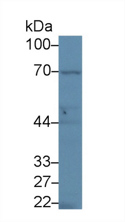 Polyclonal Antibody to X-Ray Repair Cross Complementing 6 (XRCC6)