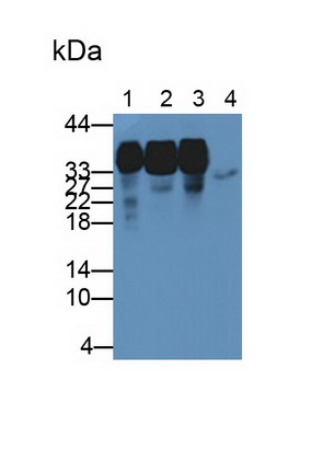 Polyclonal Antibody to Heterogeneous Nuclear Ribonucleoprotein A2/B1 (HNRPA2B1)