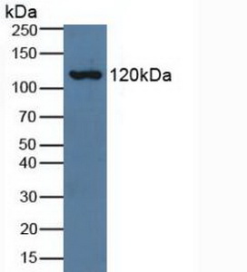 Polyclonal Antibody to Complement Component 3a (C3a)