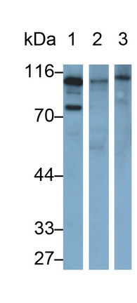 Polyclonal Antibody to Complement Component 3a (C3a)