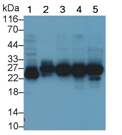 Polyclonal Antibody to High Mobility Group Protein 1 (HMGB1)