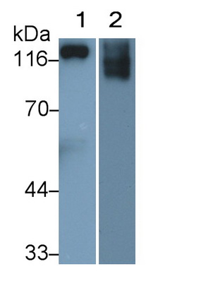 Polyclonal Antibody to Elastin Microfibril Interface Located Protein 1 (EMILIN1)