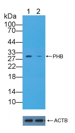 Polyclonal Antibody to Prohibitin (PHB)