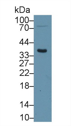 Polyclonal Antibody to Caspase 14 (CASP14)