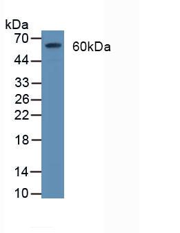 Polyclonal Antibody to Cluster Of Differentiation 55 (CD55)