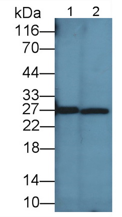 Polyclonal Antibody to Apolipoprotein A1 (APOA1)