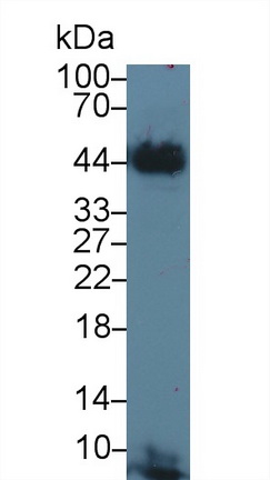 Polyclonal Antibody to Tissue Factor (TF)