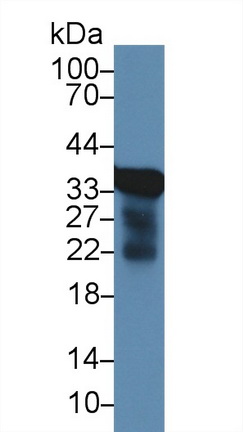 Polyclonal Antibody to Aquaporin 9 (AQP9)