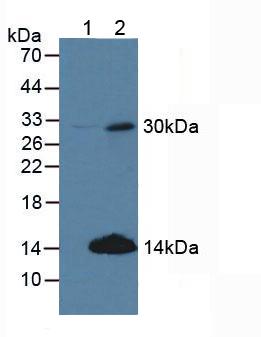 Polyclonal Antibody to Cyclin D2 (CCND2)