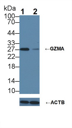 Polyclonal Antibody to Granzyme A (GZMA)