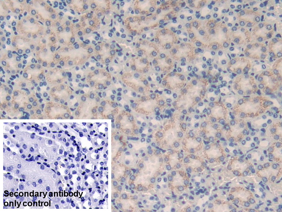 Polyclonal Antibody to Microsomal Glutathione S Transferase 1 (MGST1)