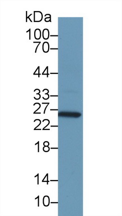Polyclonal Antibody to Glutathione S Transferase Alpha 1 (GSTa1)