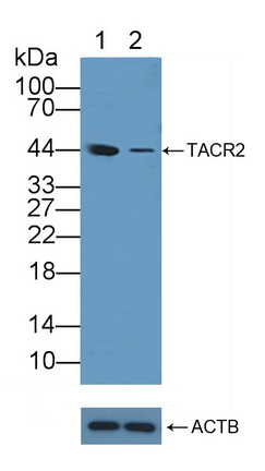 Polyclonal Antibody to Tachykinin Receptor 2 (TACR2)