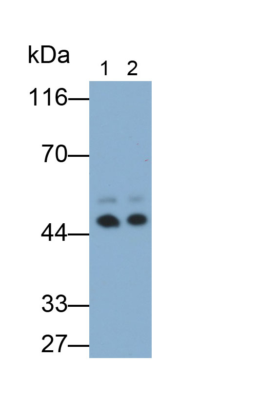 Polyclonal Antibody to Pepsin (PP)