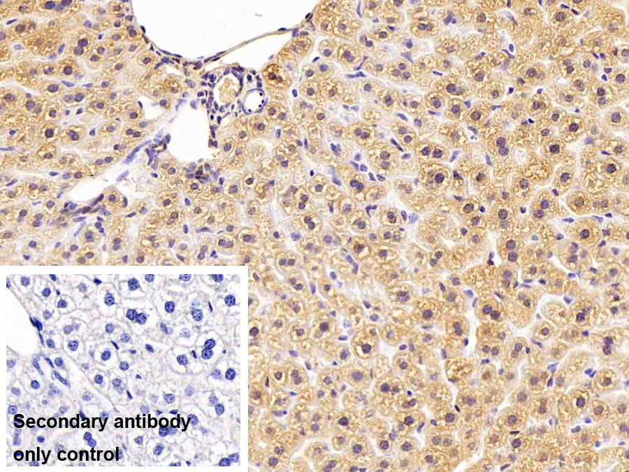 Polyclonal Antibody to Glutathione S Transferase Mu 4 (GSTm4)