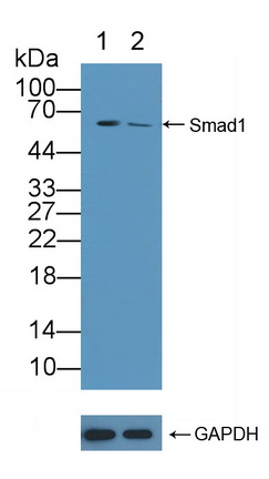 Polyclonal Antibody to Mothers Against Decapentaplegic Homolog 1 (Smad1)