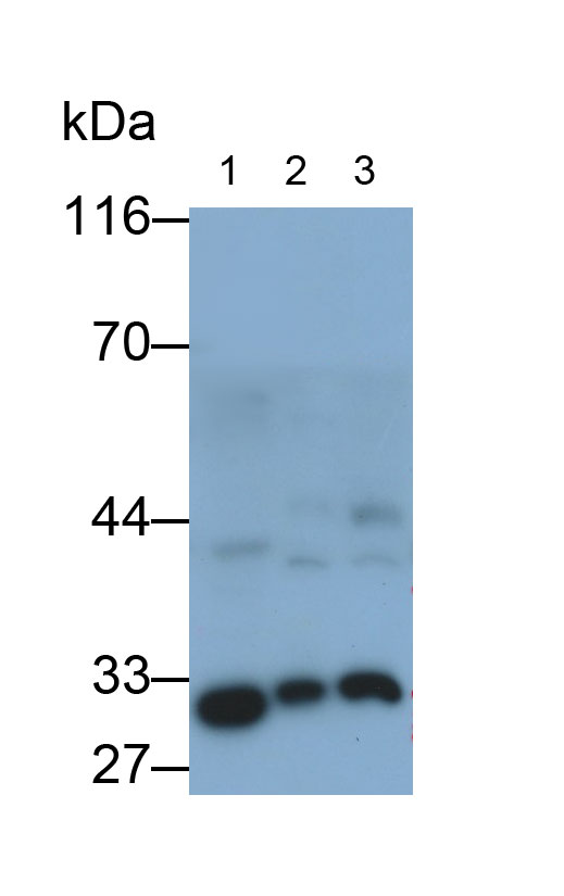 Polyclonal Antibody to Complement component 1 Q subcomponent-binding protein, mitochondrial (C1QBP)