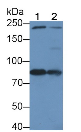 Polyclonal Antibody to Amiloride Binding Protein 1 (ABP1)