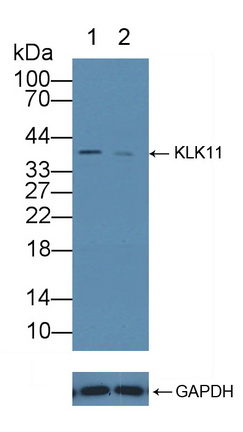 Polyclonal Antibody to Kallikrein 11 (KLK11)