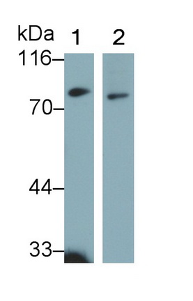 Polyclonal Antibody to Homing Associated Cell Adhesion Molecule (HCAM)
